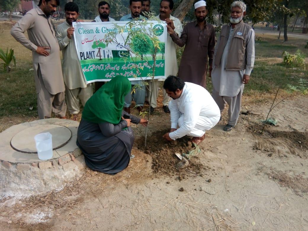 Tree Plantation